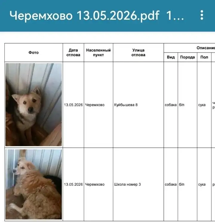 Потерянные собаки в ЧЕРЕМХОВО - Потеряшки (Животные) в Черемхово