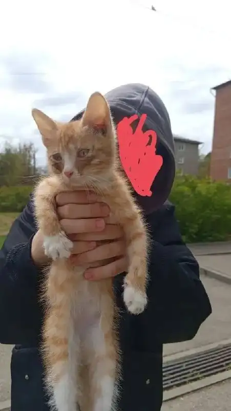 Срочная передержка котенка - Коты (Животные) в Иркутск