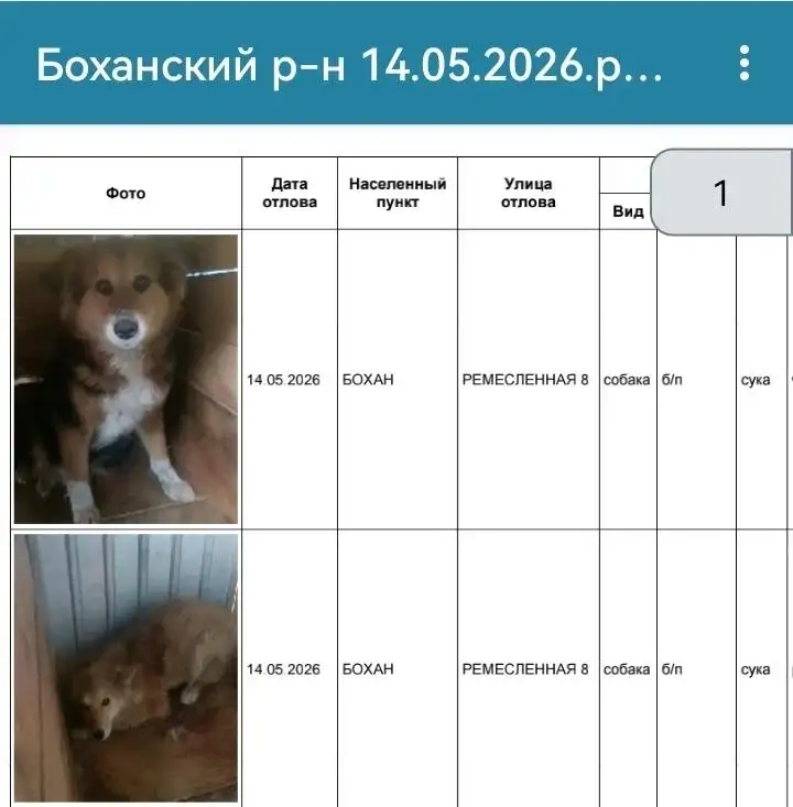 Потерянные собаки Бохан и Новая Ида - Потерянные и найденные животные (Животные) в Усолье