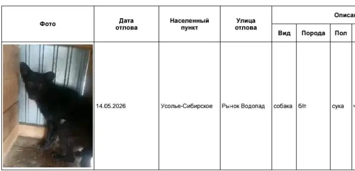 Потерянные собаки в Усолье-Сибирском - Потеряшки (Животные) в Усолье-Сибирское