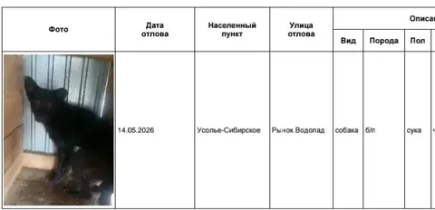 Потерянные собаки в Усолье-Сибирском - частное объявление в Усолье-Сибирское