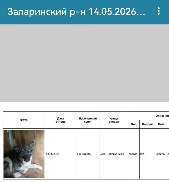 Потерялись собаки в Заларинском районе - Кошки и собаки (Животные) в Неизвестно