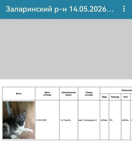 Потерялись собаки в Заларинском районе - Товары для животных в Неизвестно