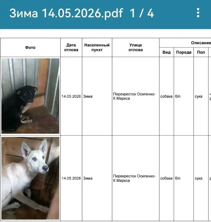 Найдена собака в Усолье - Пропажа и находка (Животные) в Усолье