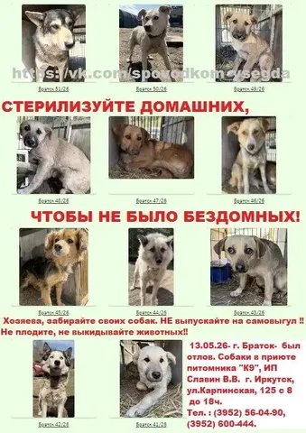 Потерявшиеся собаки в приюте Братска - Животные в Братск
