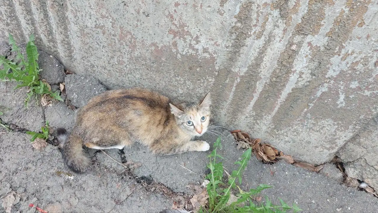 Потерялся котик в Юбилейном - Животные в Иркутск