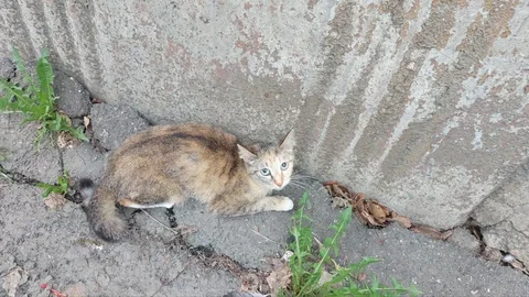 Потерялся котик в Юбилейном - Животные в Иркутск