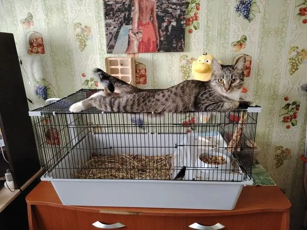 Потерялась кошечка Рыся - Животные в Ангарск