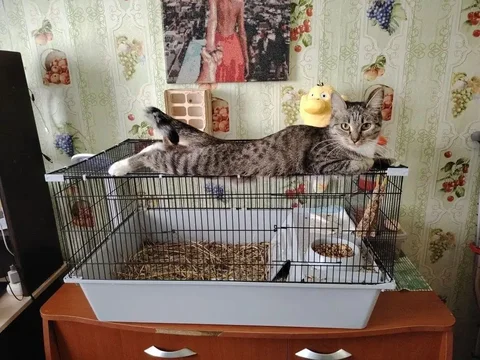 Потерялась кошечка Рыся - частное объявление в Ангарск
