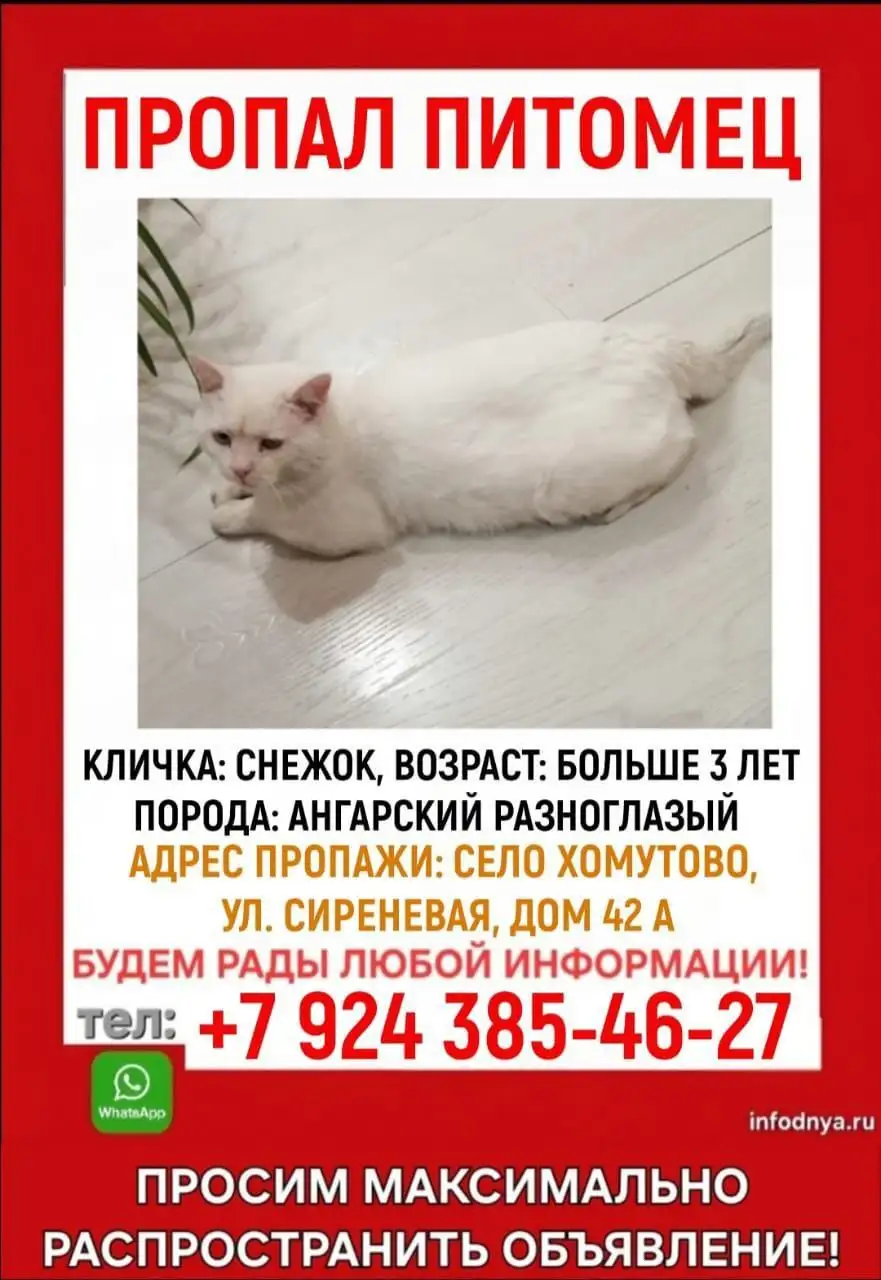 Потерялся белый кот в Хомутово - потеряшки (Животные) в Хомутово