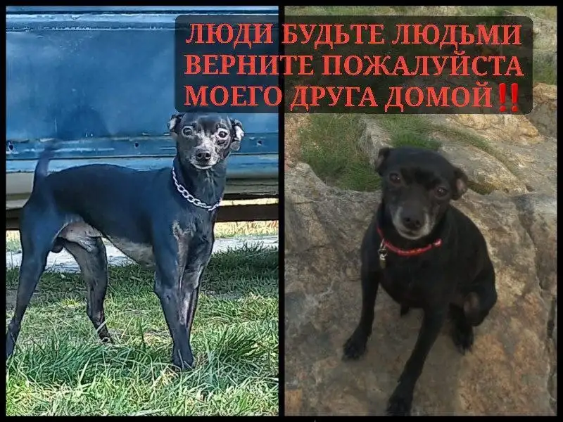 Пропал питомец Рич - Пропажа животных (Животные) в Грановщина