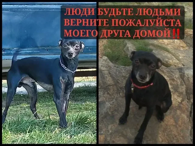 Пропал питомец Рич - Пропажа животных в Грановщина