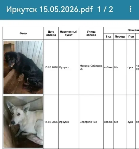 Потерянные собаки в Иркутске - Потеряшки в Иркутск