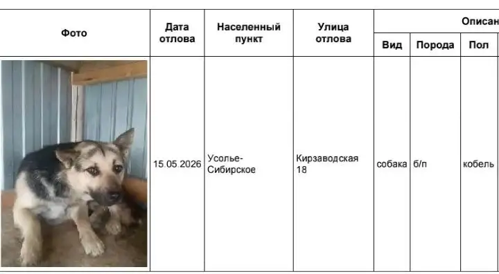 Потерявшиеся собаки в приюте Усолья-Сибирского - Потеряшки и находки животных (Животные) в Усолье-Сибирское