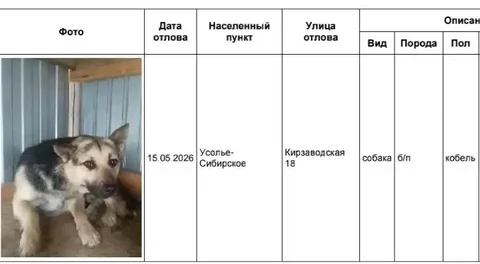 Потерявшиеся собаки в приюте Усолья-Сибирского - частное объявление в Усолье-Сибирское