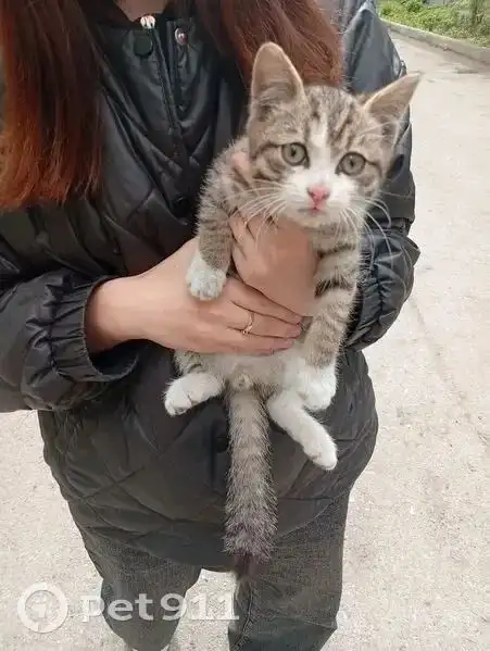 Найден котенок, нужна передержка - Животные в Иркутск