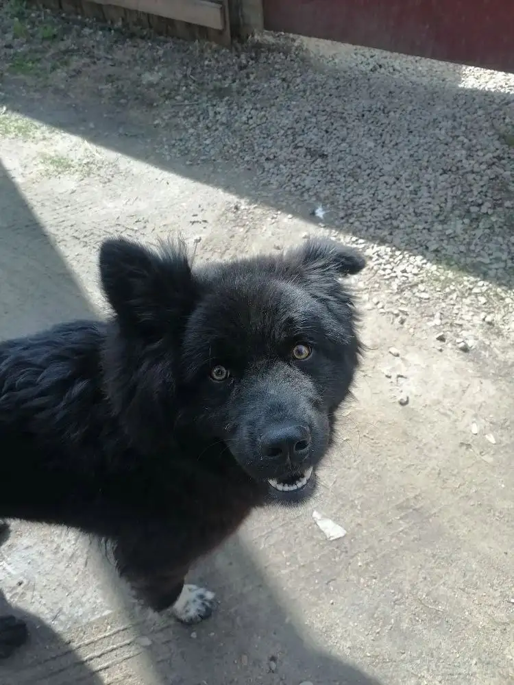 Потерялся молодой пес в Ангарске - Потеряшки (Животные) в Ангарск