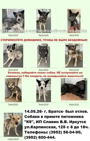 Найдены собаки в Братске и Иркутске, отлов - частное объявление в Братск