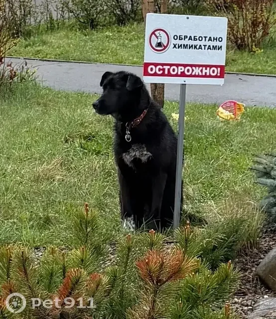 Найдена собака в Дзержинске - Пропавшие и найденные в Иркутск