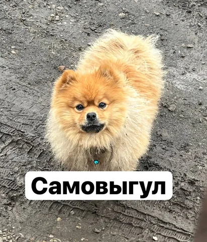 Потеряшка в Иркутске: нужна помощь - Пропавшие и найденные в Иркутск