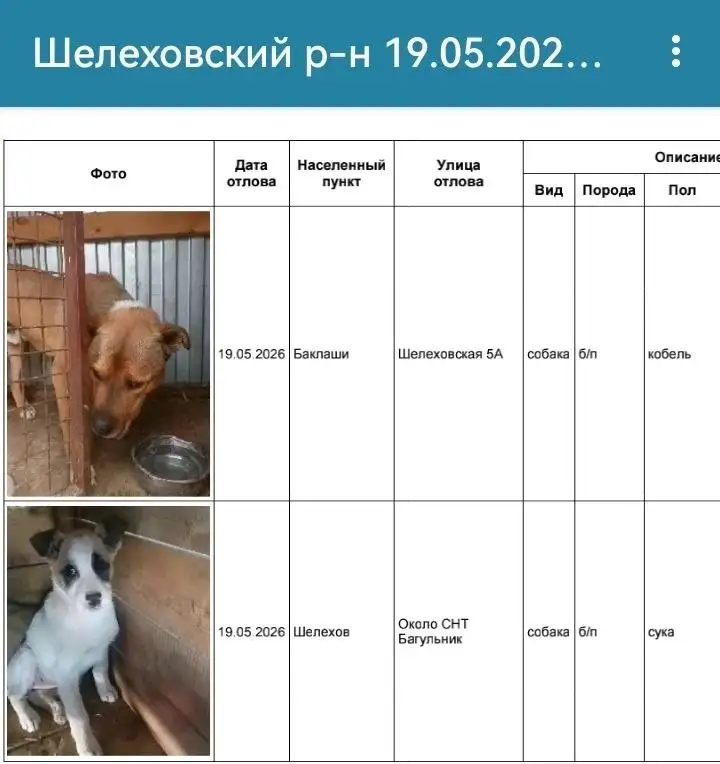 Потерянные собаки в пос. Лесной, Шелехов - Потеряшки (Животные) в Шелехов