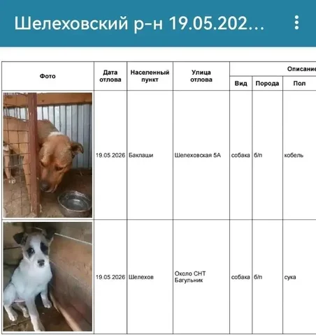 Потерянные собаки в пос. Лесной, Шелехов - частное объявление в Шелехов