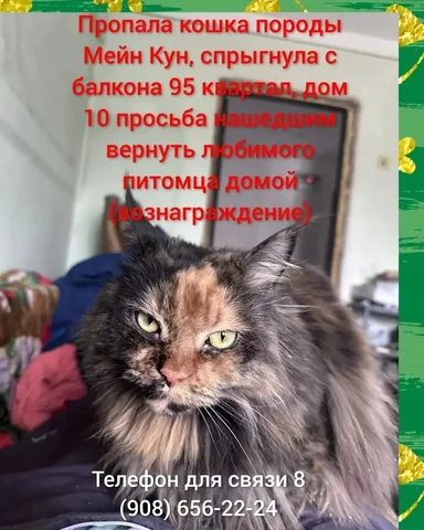 Пропала кошка Мейн Кун в Ангарске - Кошки в Ангарск