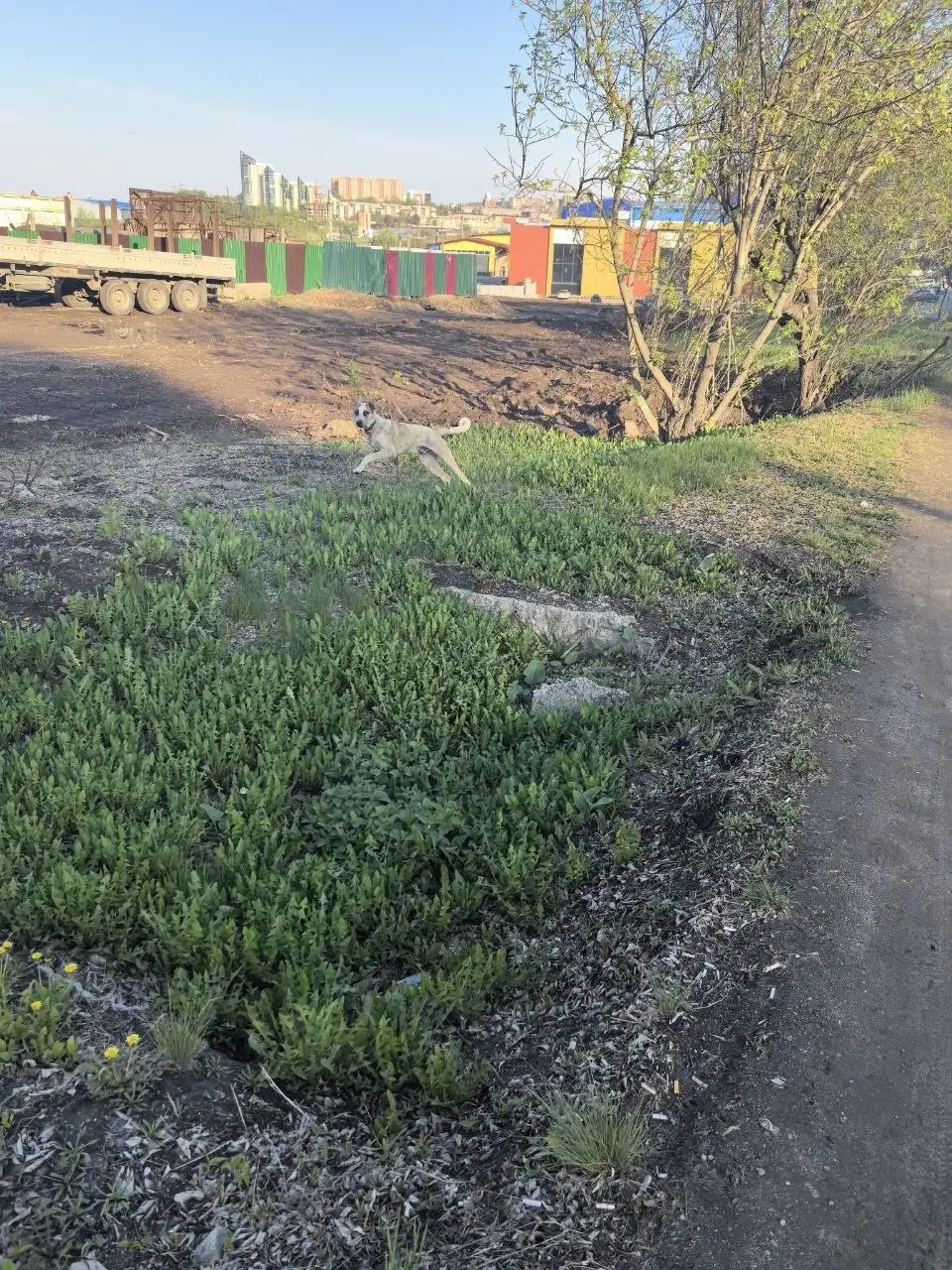 Найдена собака в районе ЖК Бродский - Потеряшки (Животные) в Иркутск