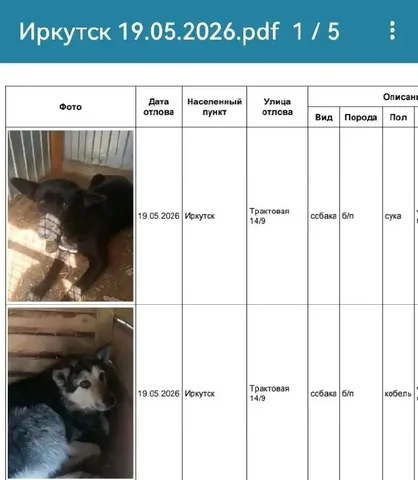 Потерянные собаки в приюте Усолья - частное объявление в Иркутск