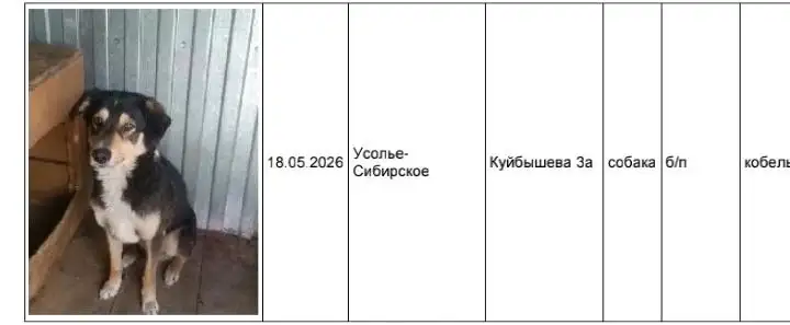 Потерявшиеся собаки в Усолье-Сибирском - Приют для животных (Животные) в Усолье-Сибирское