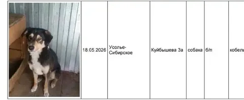 Потерявшиеся собаки в Усолье-Сибирском - частное объявление в Усолье-Сибирское