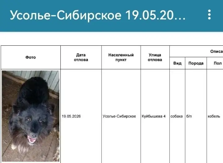 Потеряшка Усолье-Сибирское - Животные в Усолье-Сибирское