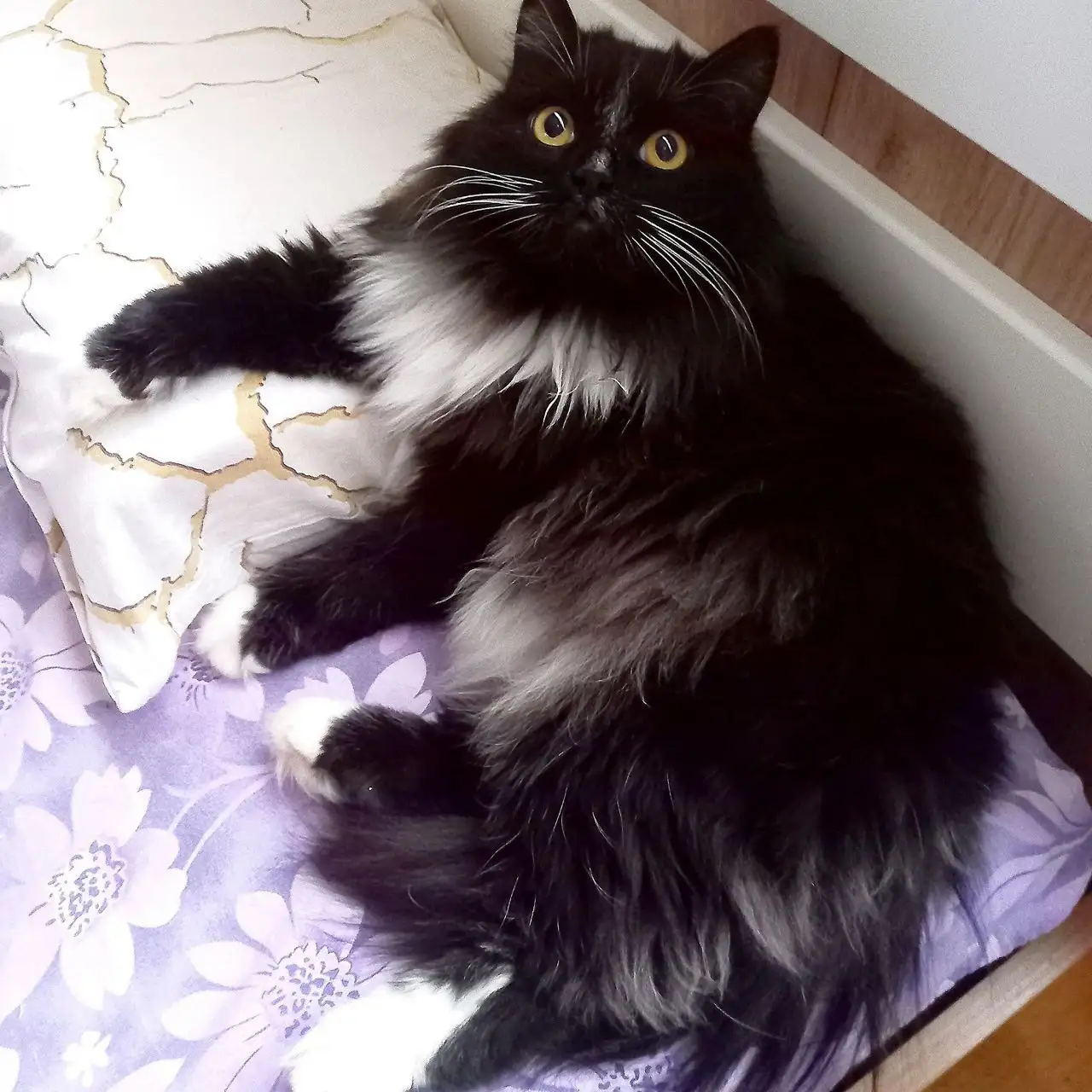 Потеряшка кот Мафаня, ищет хозяев - Кошки (Животные) в Иркутск