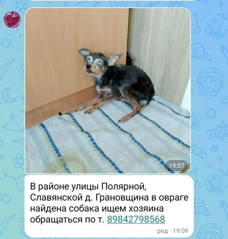 Потеряшка в Грановщине - Пропавшие и найденные в Иркутск