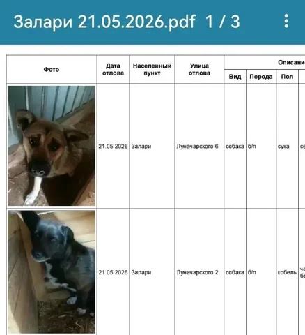 Потерянные собаки в Усолье - частное объявление в Усолье-Сибирское