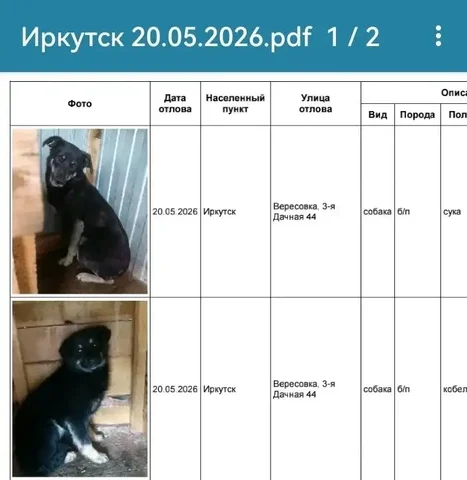 Потерявшиеся собаки - ищем хозяев - Пропавшие и найденные в Иркутск