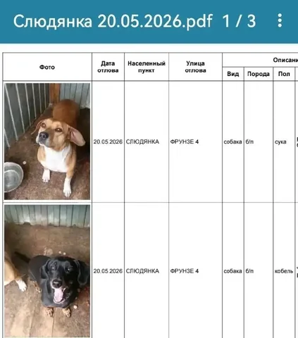 Найдена собака в Слюдянке - частное объявление в Усолье-Сибирское