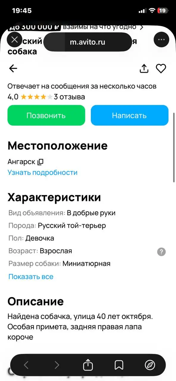 Найдена собачка, Русский той-терьер - Собаки (Животные) в Ангарск