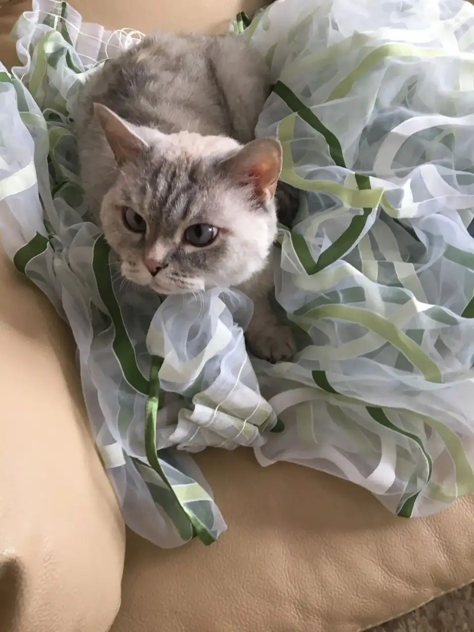 Потерялась кошка Селкирк-Рекс - Кошки (Животные) в Иркутск