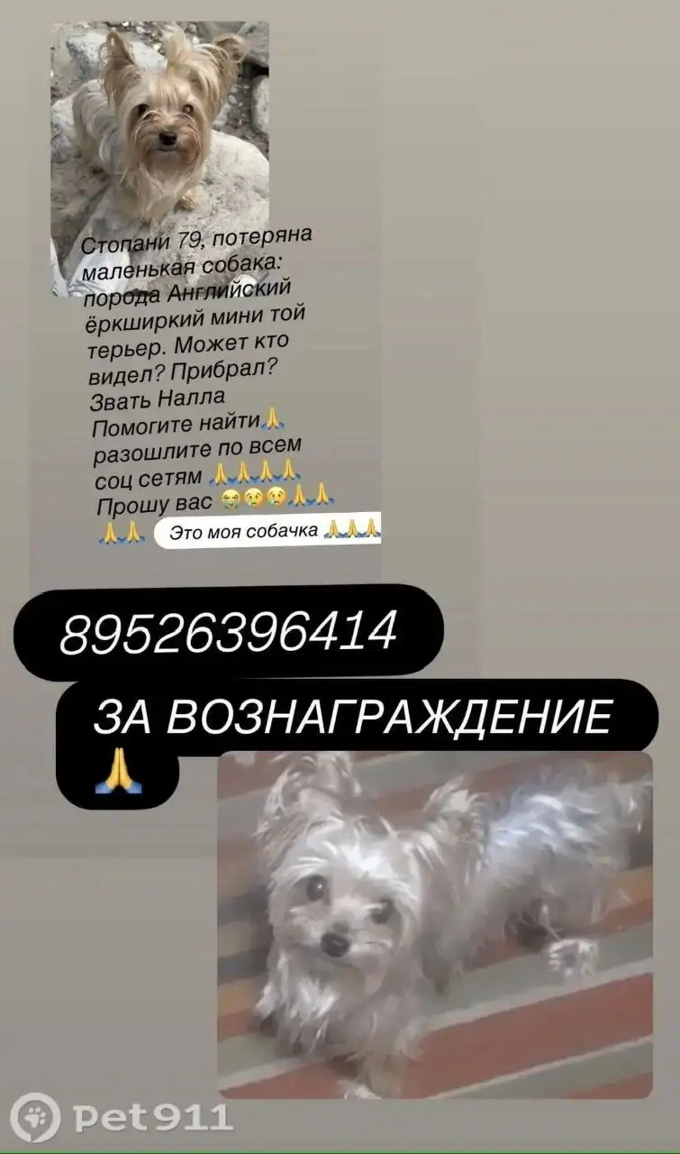 Пропала собака - Потеряшки (Животные) в Усолье-Сибирское