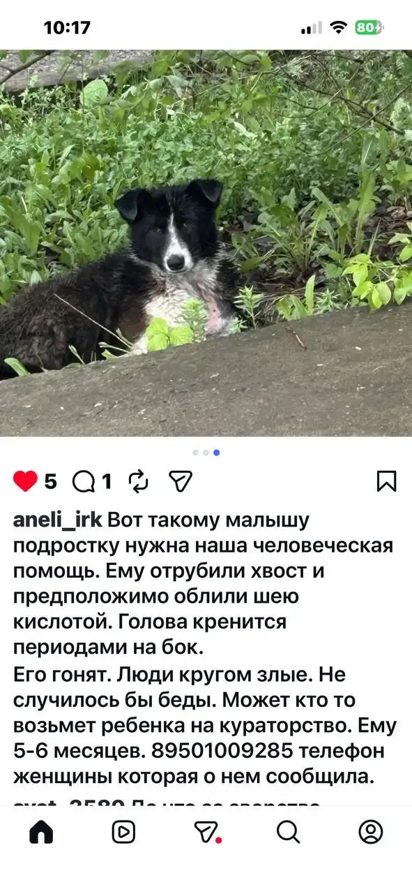 Помощь с бездомной собакой - null (Животные) в Иркутск