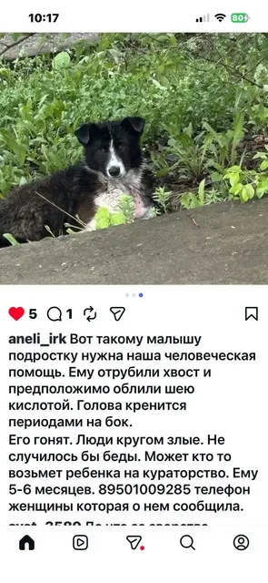 Помощь с бездомной собакой - Животные в Иркутск