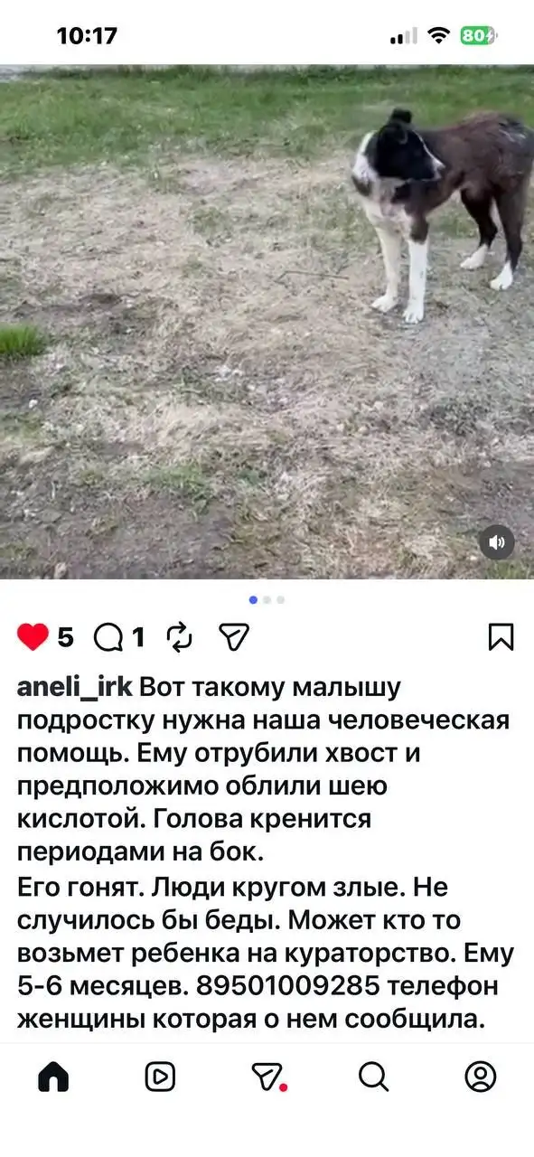 Помощь с бездомной собакой - null (Животные) в Иркутск