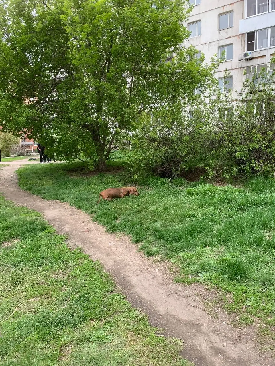 Потеряна такса на Муравьева - Потеряшки (Животные) в Иркутск