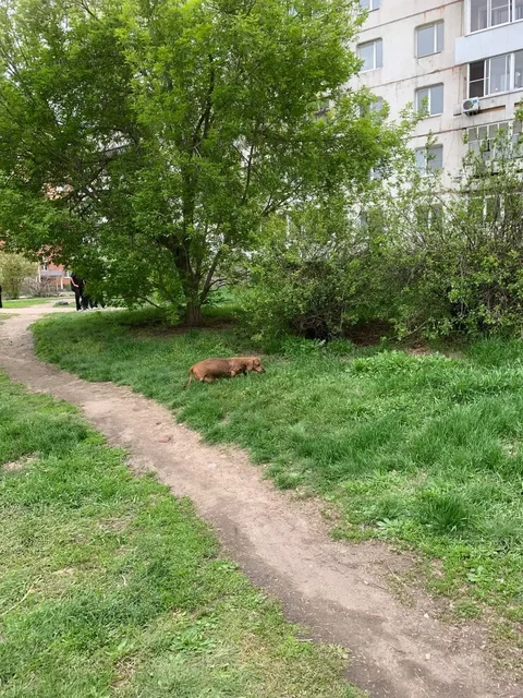 Потеряна такса на Муравьева - Товары для домашних животных в Иркутск
