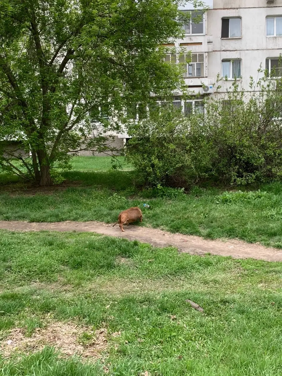 Потеряна такса на Муравьева - Потеряшки (Животные) в Иркутск