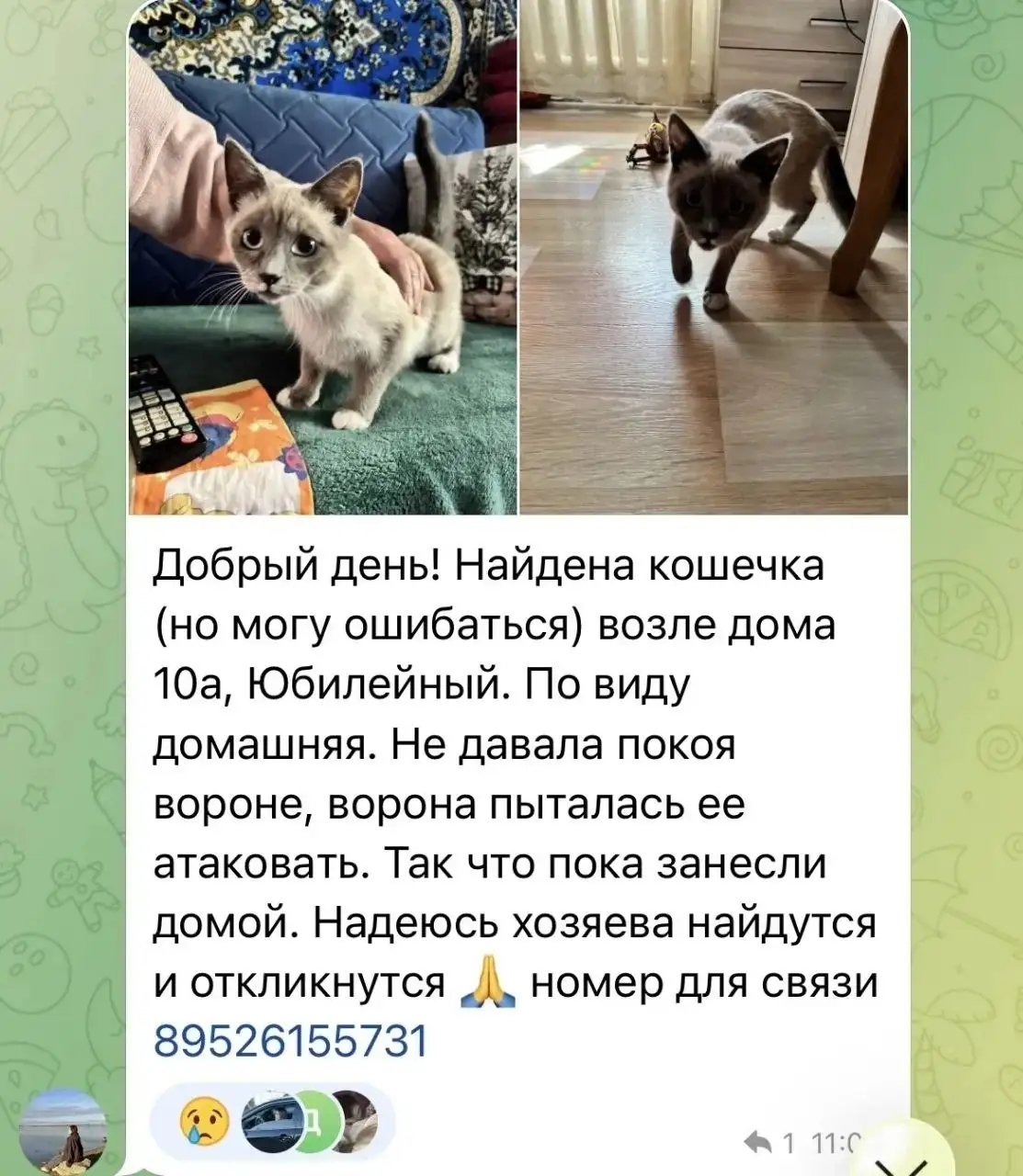 Потеряшка: найдена кошка в Иркутске - Потеряшки и находки (Животные) в Иркутск