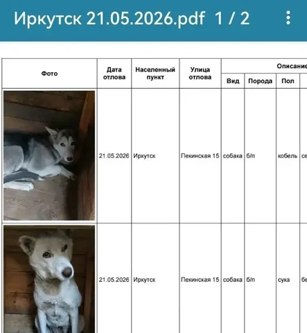 Найдены собаки в Иркутске - Животные в Иркутск