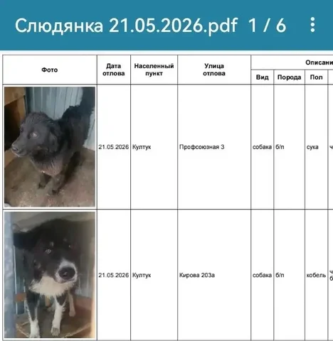 Потеряшка: Култук - Животные в Усолье-Сибирское