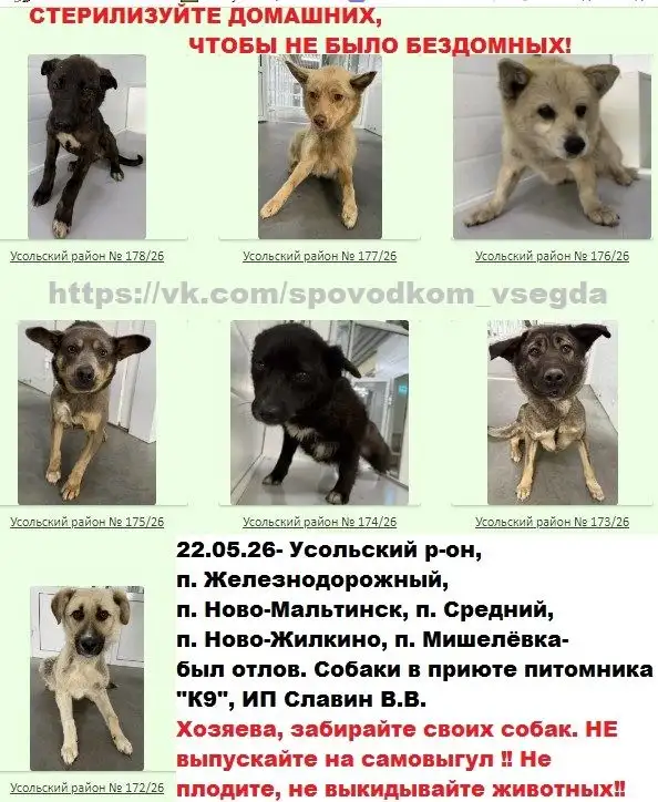 Потерянные собаки из Усольского района находятся в приюте К9 - Кошки и собаки (Животные) в Иркутск